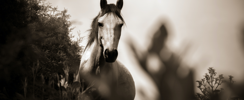 bg-contact Portrait d'un cheval blanc