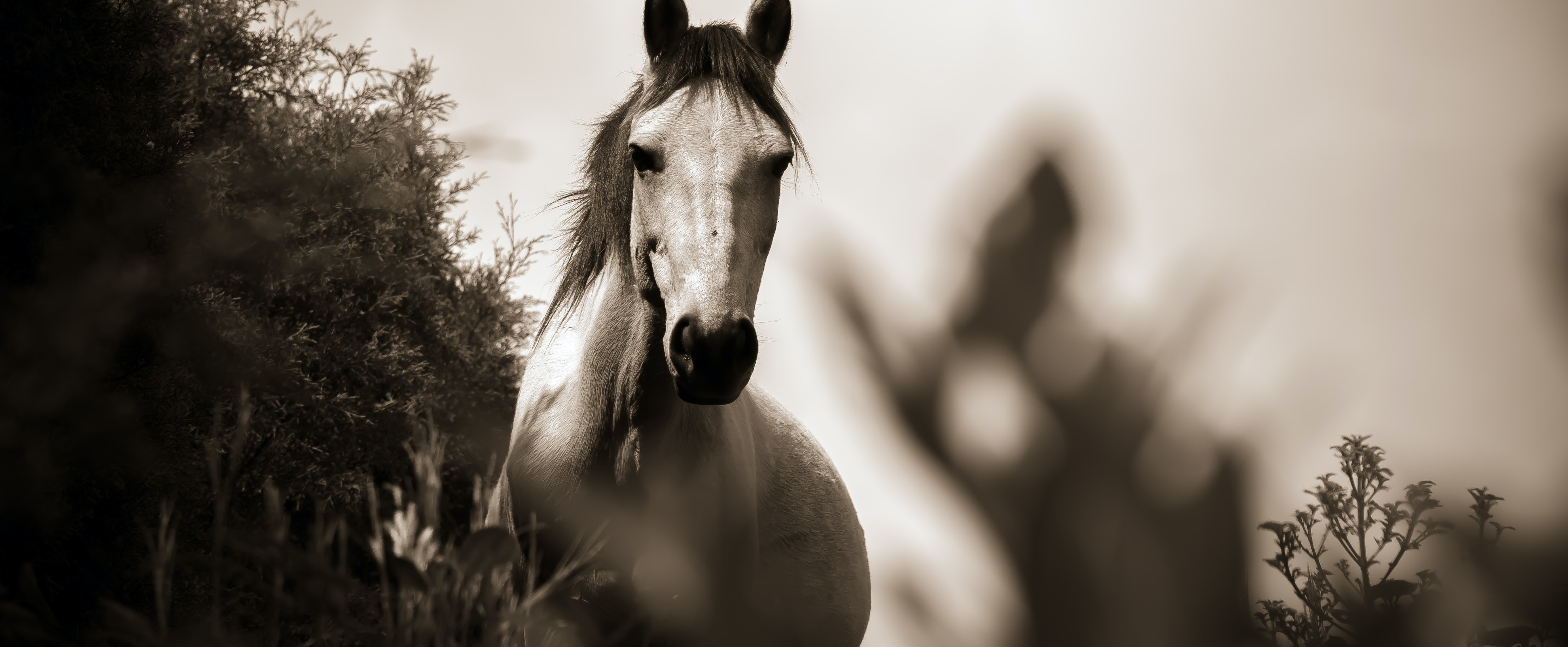 Portrait d'un cheval blanc