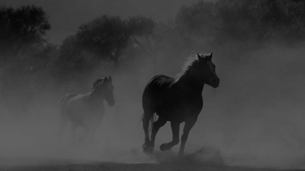 cheval au galop sous la brume