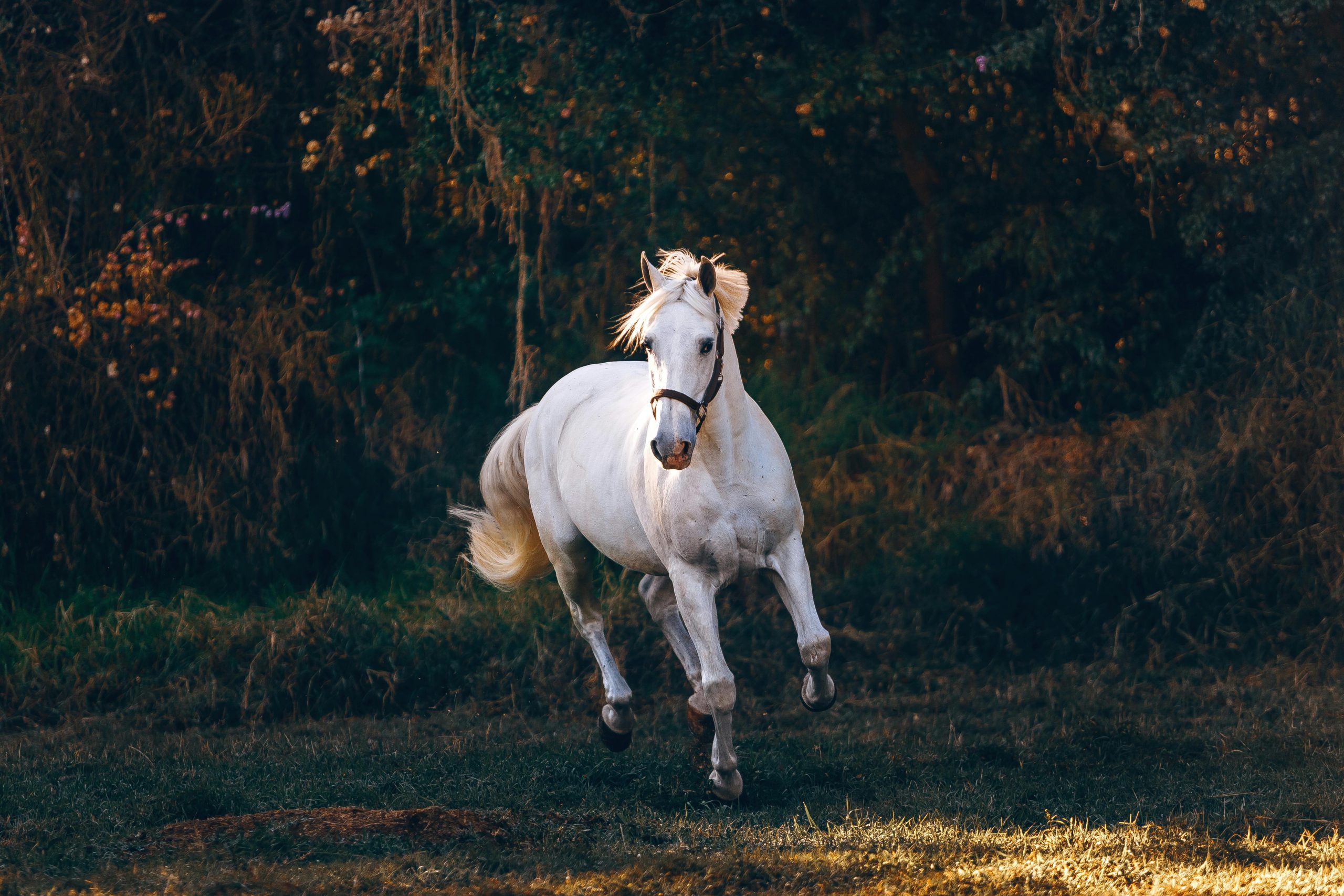 cheval blanc