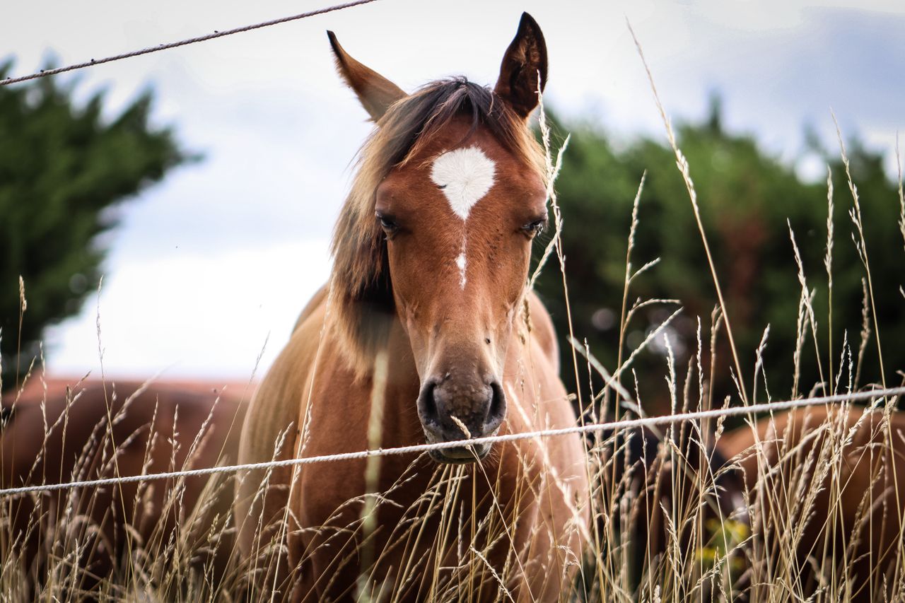 portrait d'un cheval